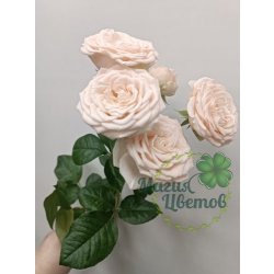 Роза кустовая светло - розовая