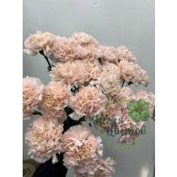 Гвоздика ( Диантус ) Розовый