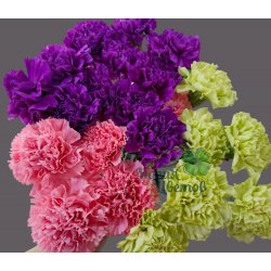 Гвоздика ( Диантус ) Микс