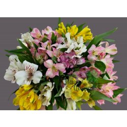 Альстромерии