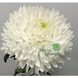 Одноголовая белая