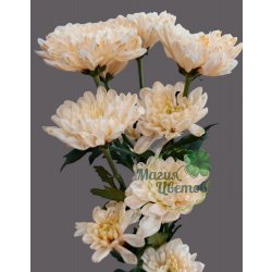 Кустовая персиковая