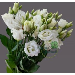 Эустома ( Лизиантус ) белая