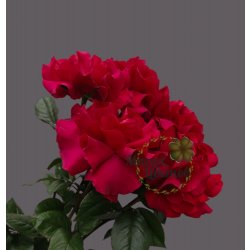 Роза (Французская) малиновая